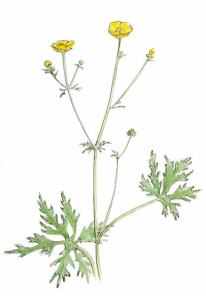 Meadow Buttercup.jpg - "Meadow Buttercup" - by Jackie Hunt